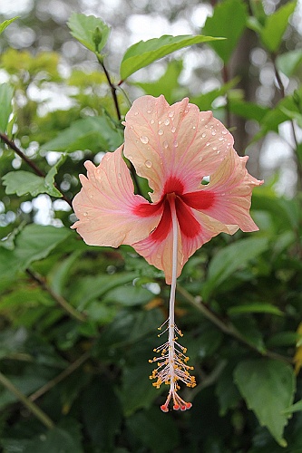 cruise14 (568)